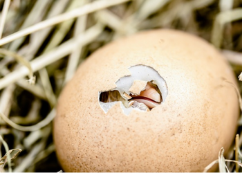 No tiene sentido invertir principalmente en valores y empresas nacionales.