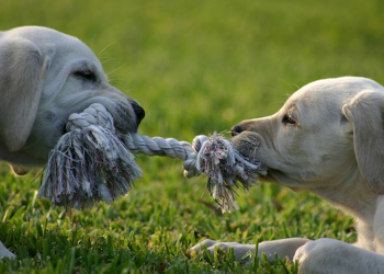 Os excessos do mercado estão a ser corrigidos: Parte 1 – Desafiar a lei da gravidade com as ações “meme”  