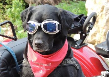 O fim do “bull market” das obrigações: Parte 3 – Muitos investidores não aproveitaram esta grande “boleia”