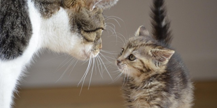 Investing in Small, Medium or Large Caps: Part 3 – The market cycles of stocks capitalization segments