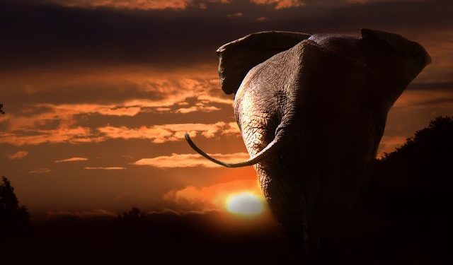 The Attraction of Investing in the 8 Mega Caps (or the FAANGM): Part 1 – Overview