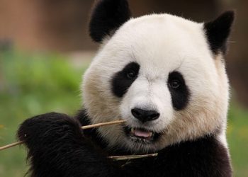 Investir em ações chinesas: O que se segue? Parte 1 – Visão geral